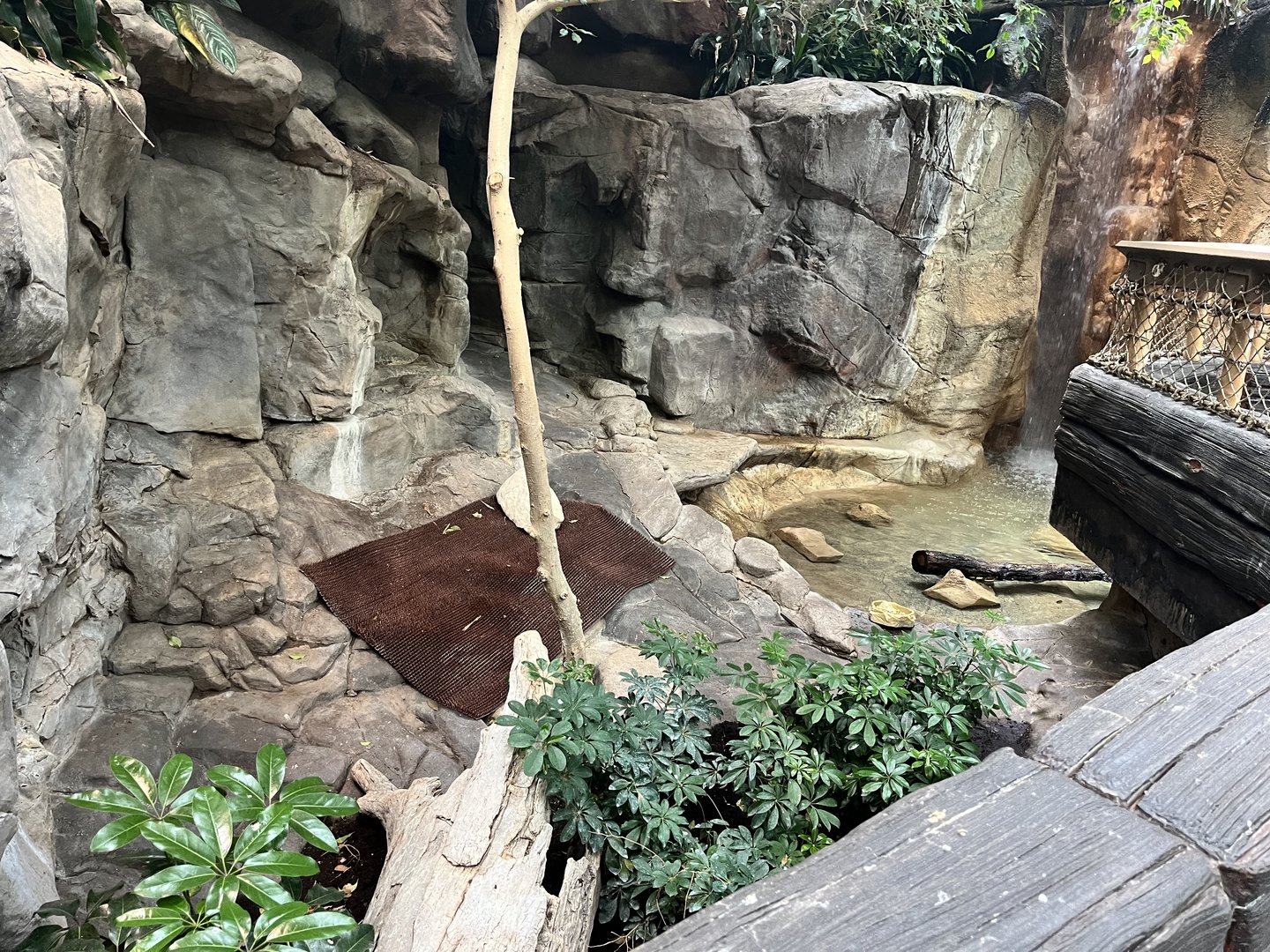 Tropics Trail - Common Shelduck Exhibit