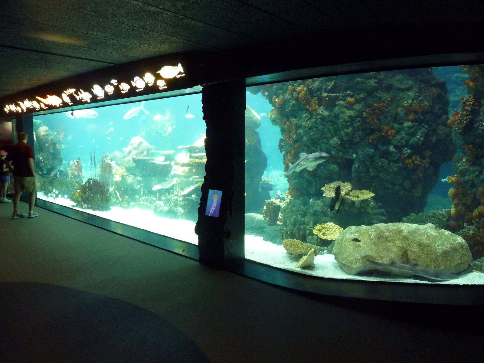 Tropics Trail - Coral Reef Exhibit