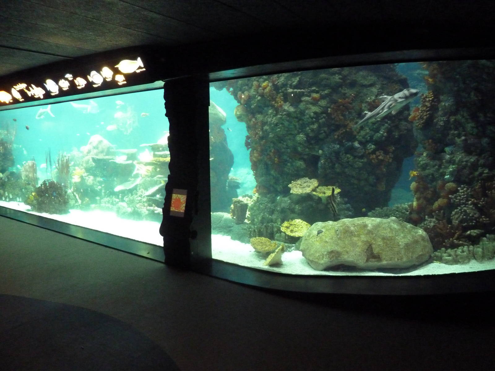 Tropics Trail - Coral Reef Exhibit