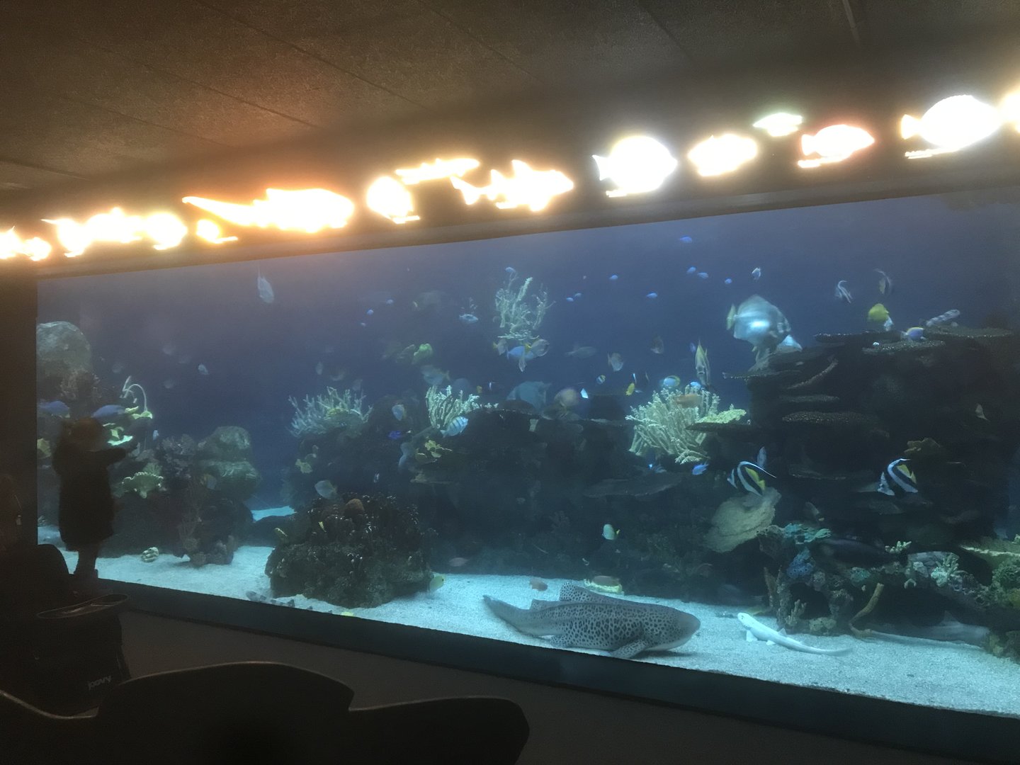 Tropics Trail - Coral Reef Tank