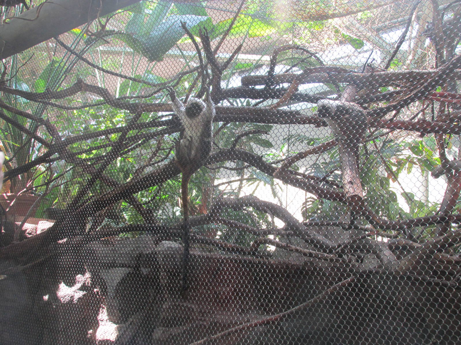 Tropics Trail Cotton Top/Tamandua Exhibit