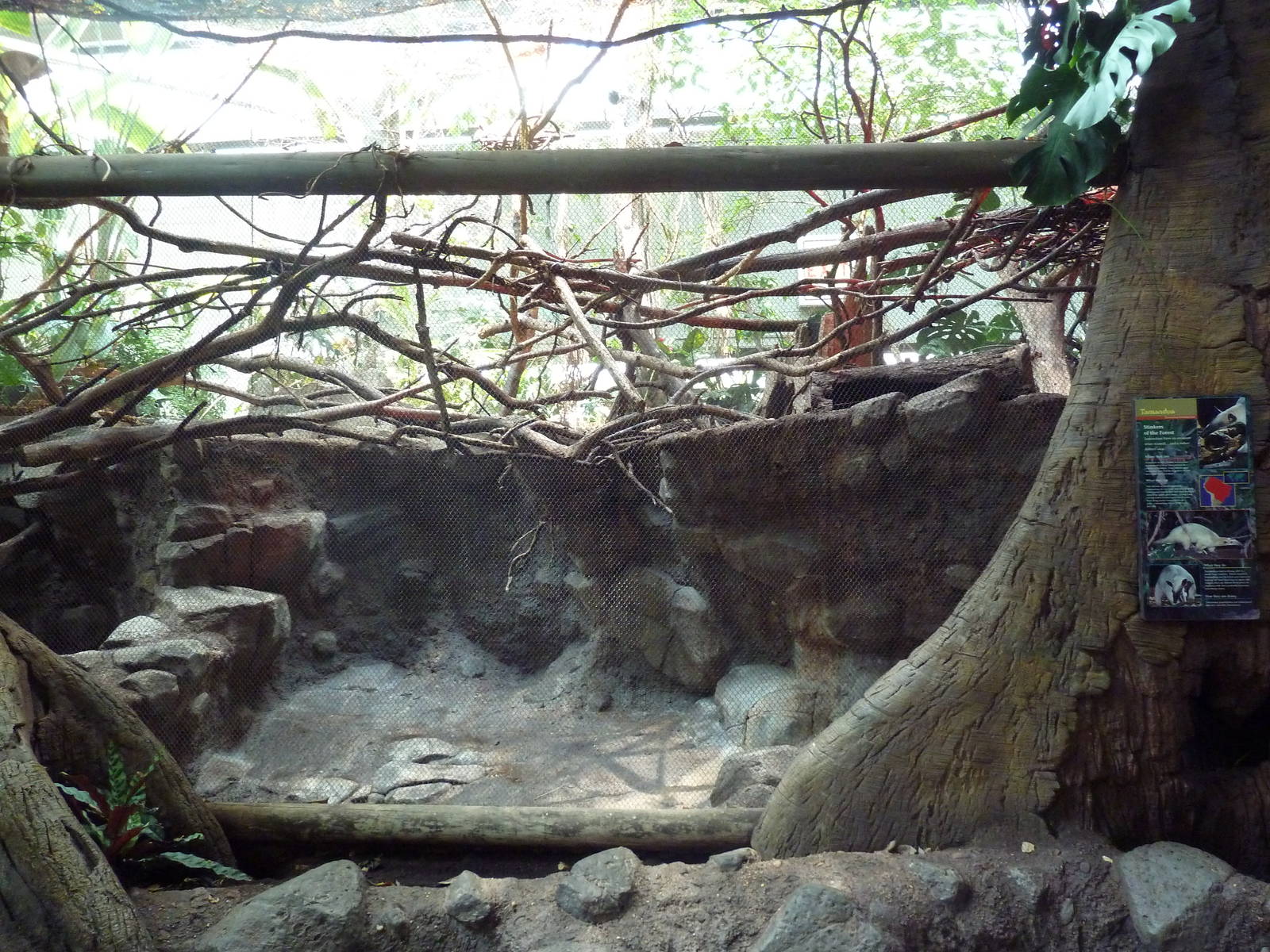 Tropics Trail - Cotton-Top Tamarin/Tamandua Exhibit