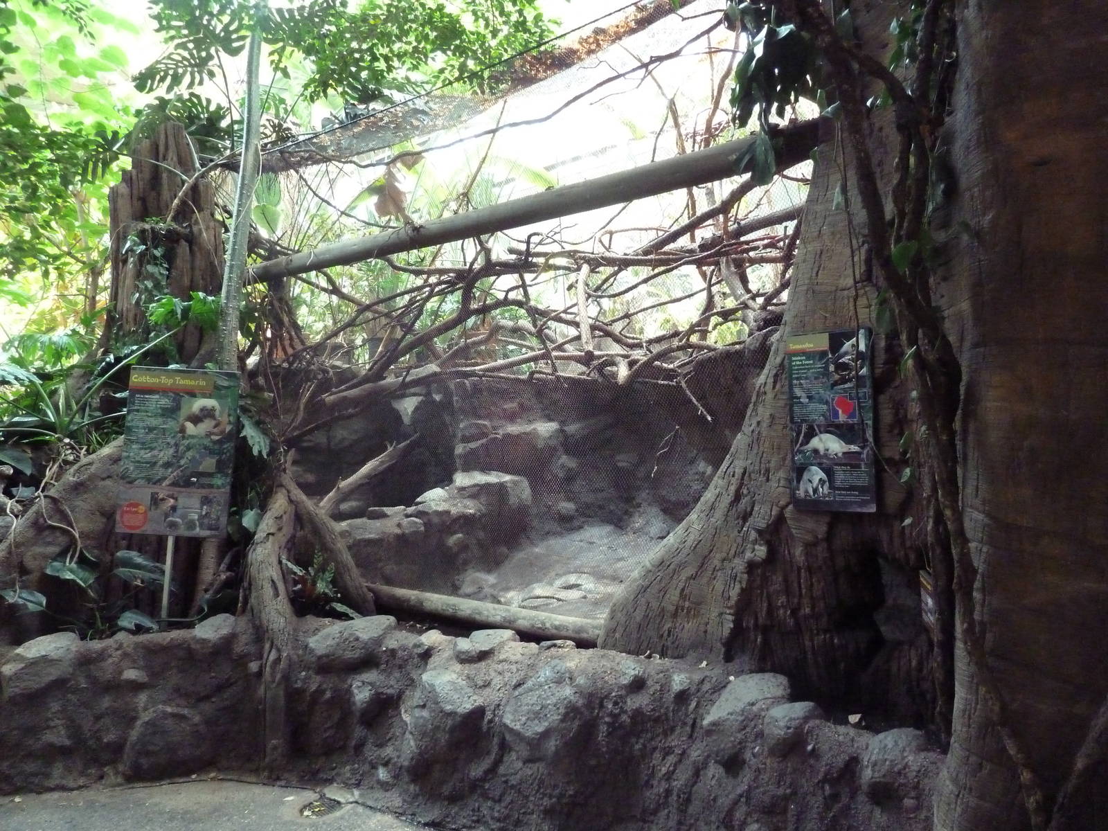 Tropics Trail - Cotton-Top Tamarin/Tamandua Exhibit