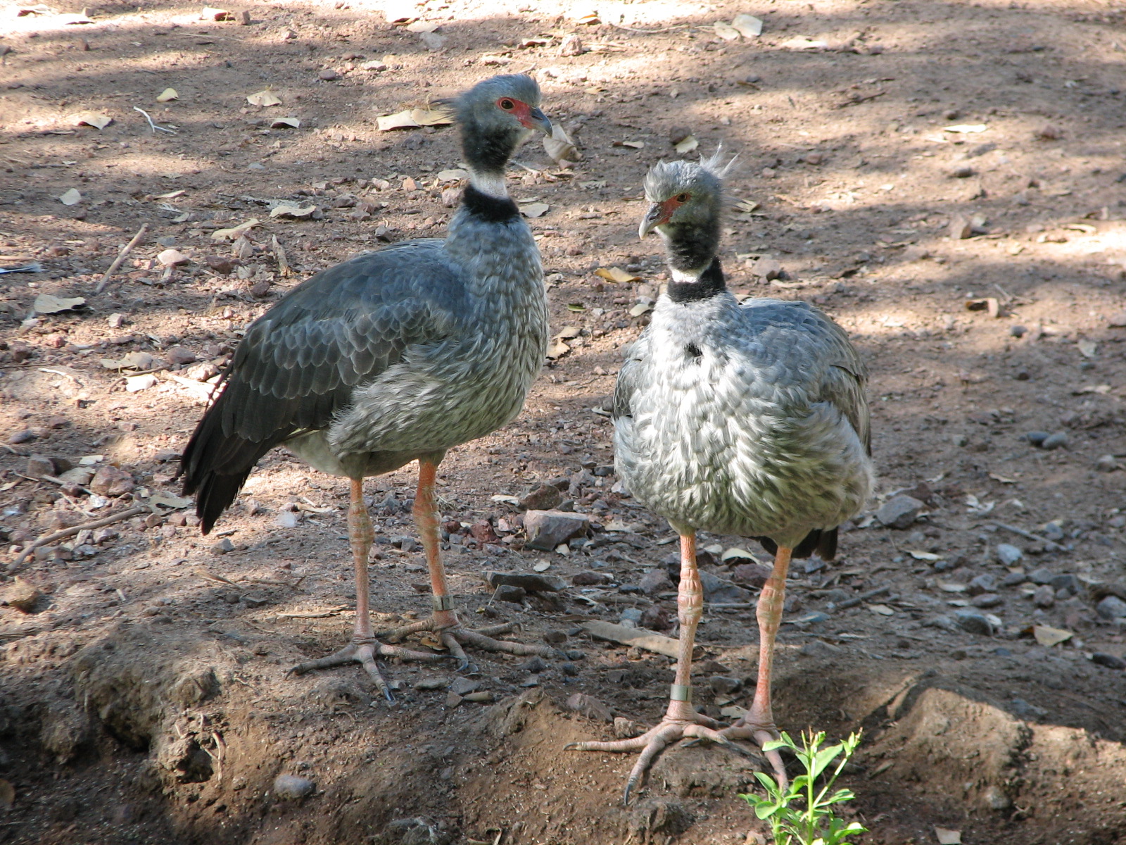 Tropics Trail - Crested Screamer
