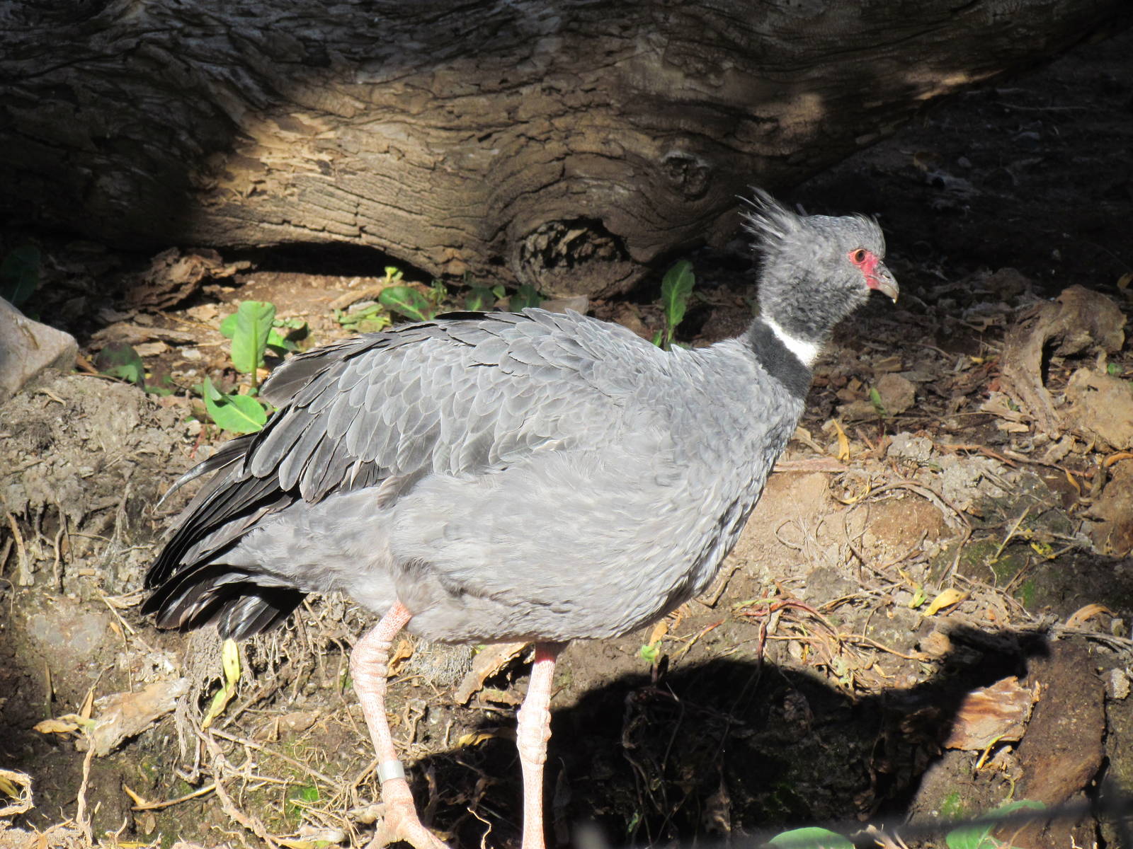 Tropics Trail - Crested Screamer