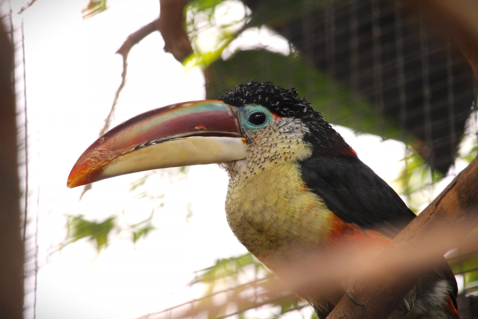 Tropics Trail - Curl-crested Aracari