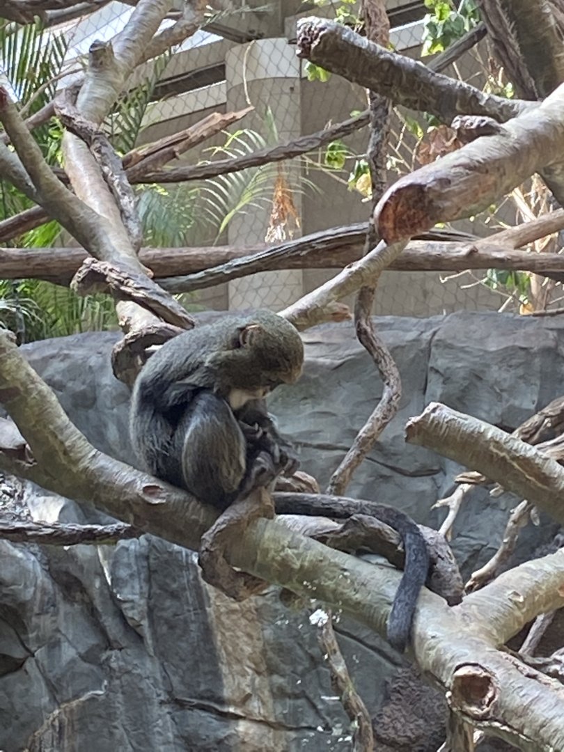 Tropics trail- Debrazas guenon