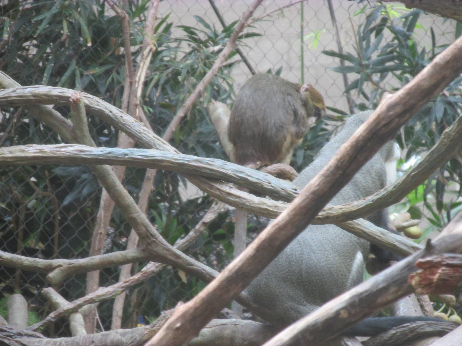 Tropics Trail DeBrazza Monkey