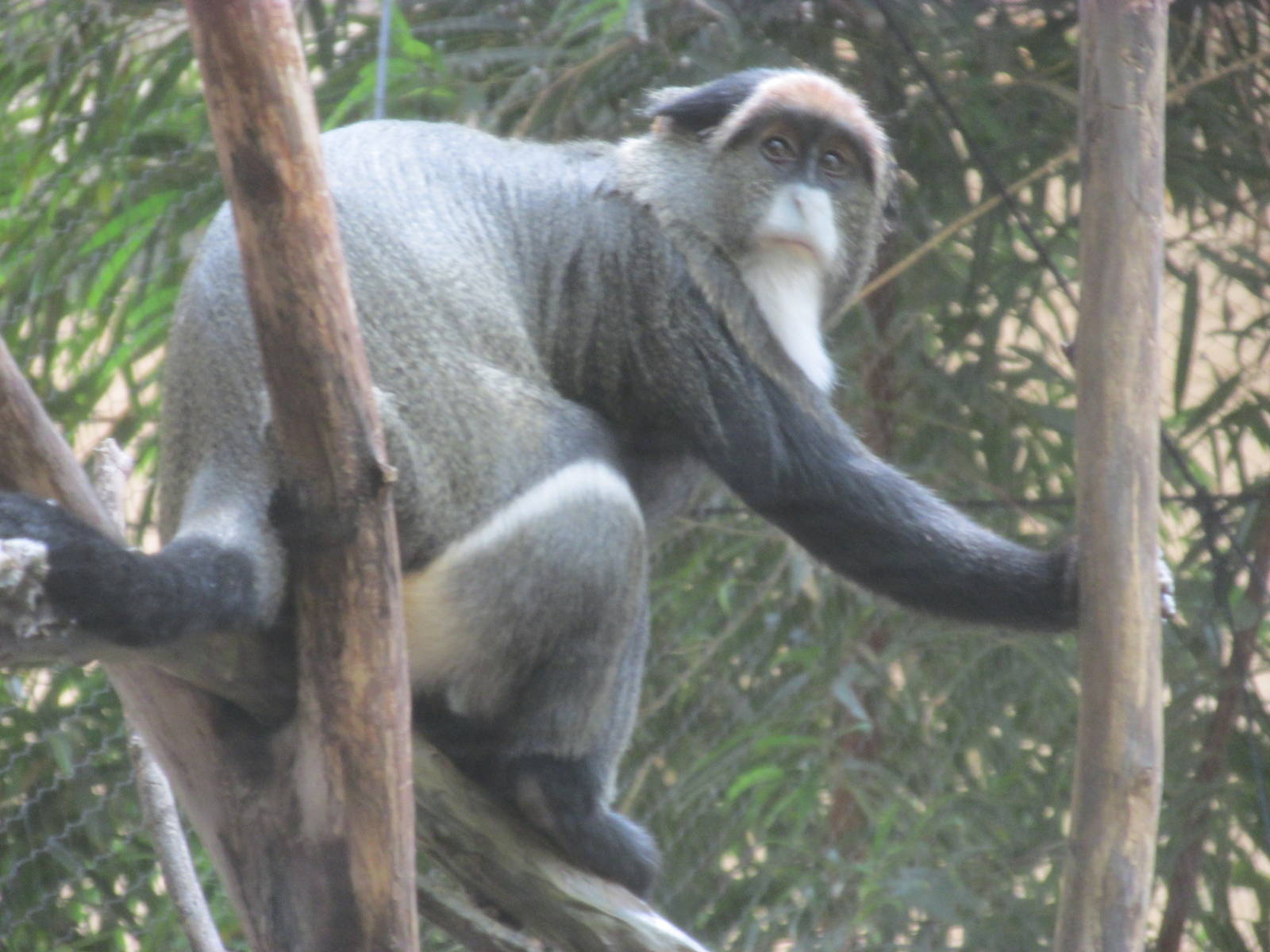 Tropics Trail DeBrazza Monkey