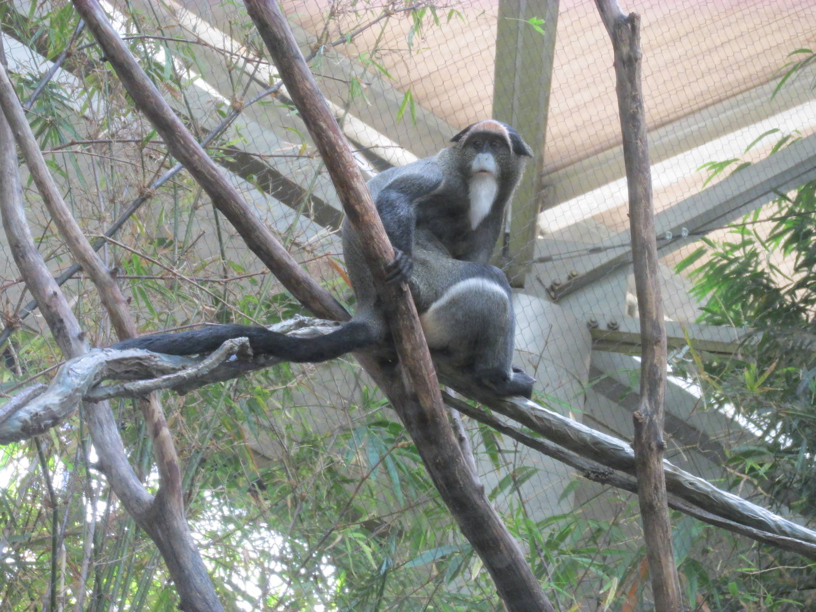 Tropics Trail DeBrazza Monkey