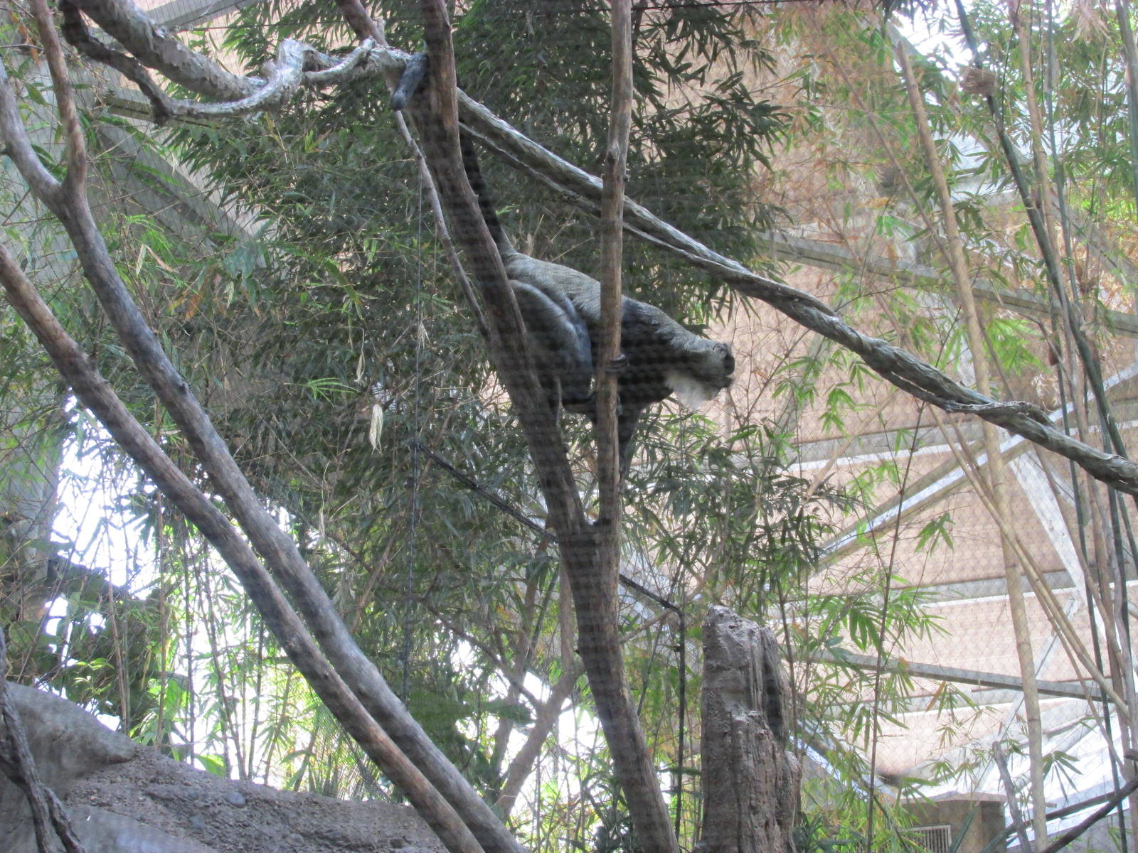 Tropics Trail DeBrazza Monkey