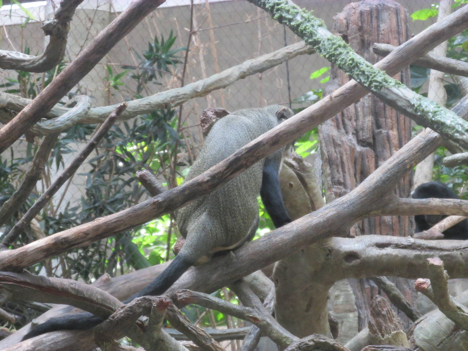 Tropics Trail DeBrazza Monkey