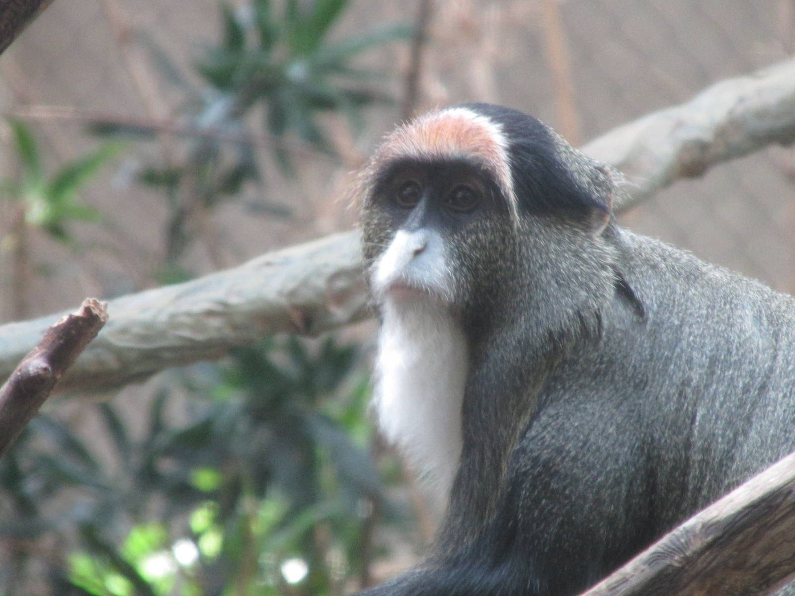 Tropics Trail DeBrazza Monkey