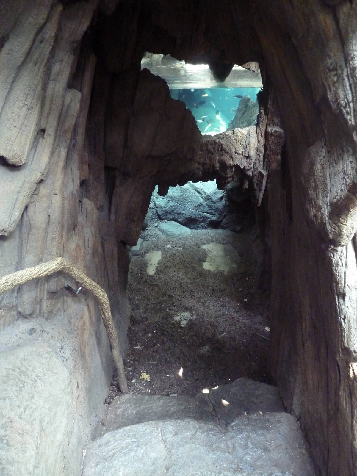 Tropics Trail - Dwarf Crocodile/Cichlid Underwater Viewing Area