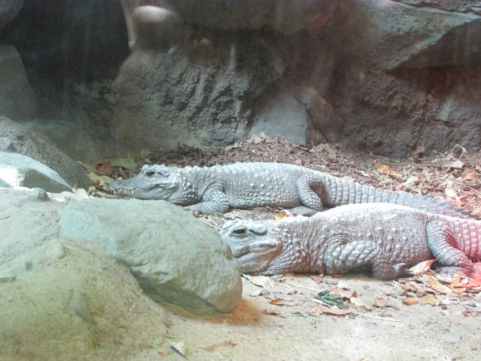 Tropics Trail Dwarf Crocodile