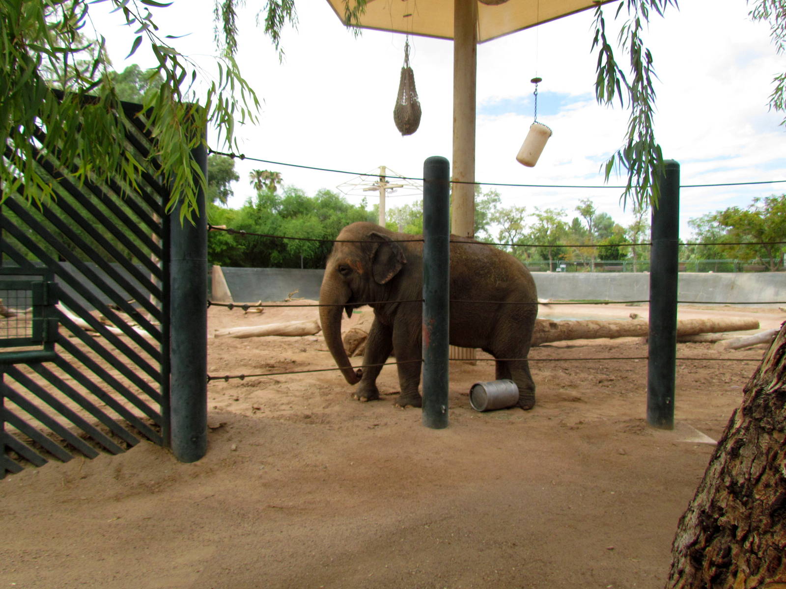 Tropics Trail - Elephant Exhibit