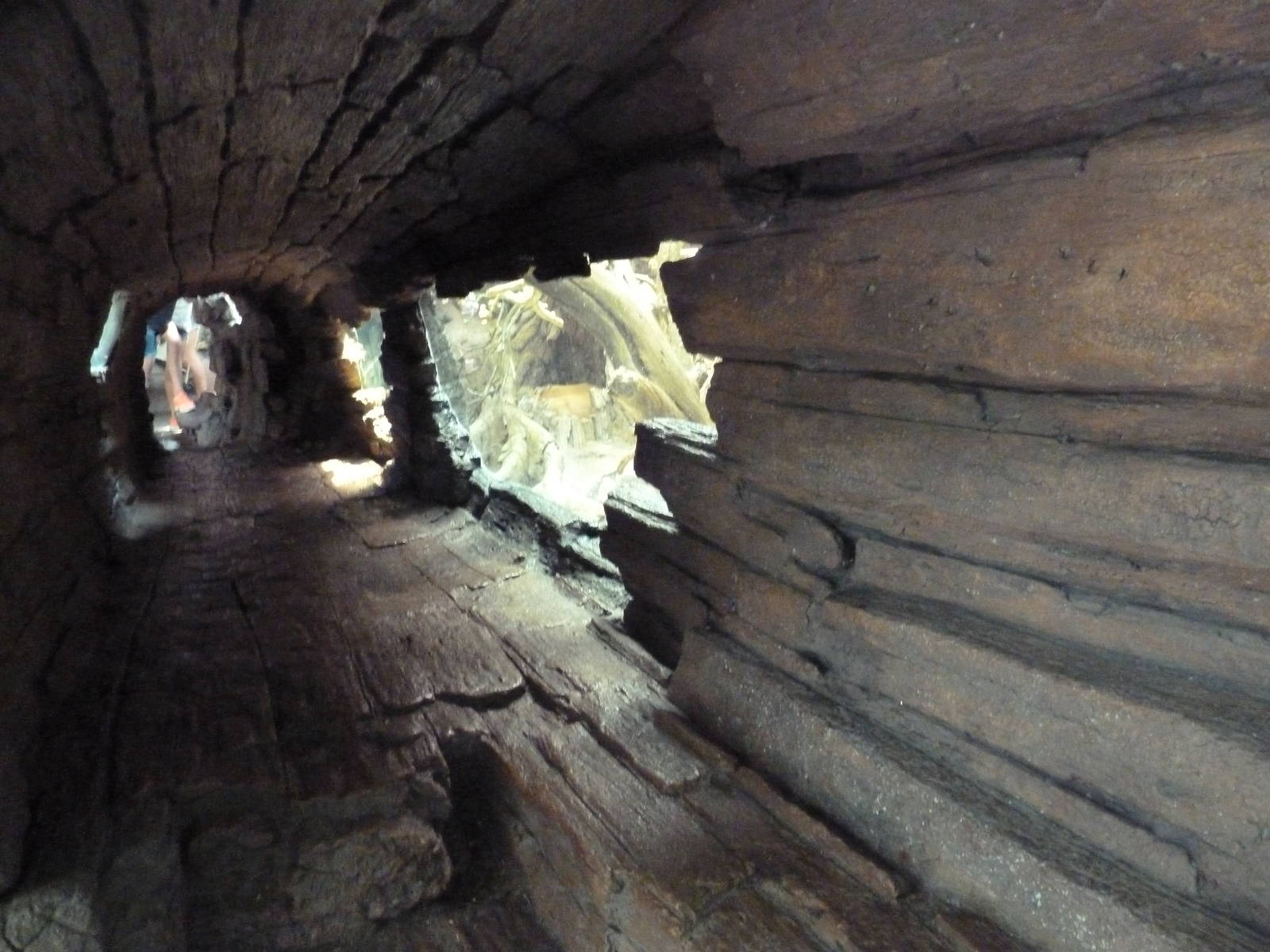 Tropics Trail - Faces of the African Forest (4 Species)