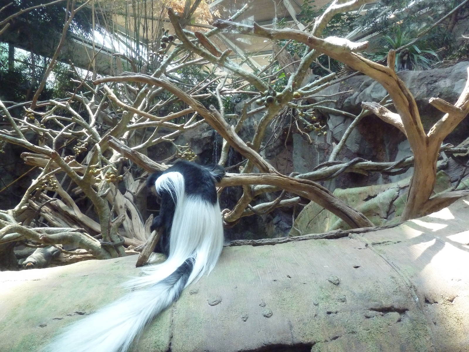 Tropics Trail - Faces of the African Forest (4 Species)