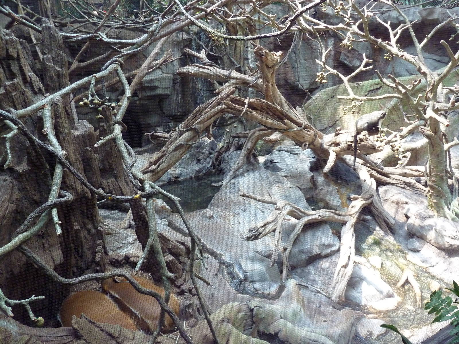 Tropics Trail - Faces of the African Forest (4 Species)