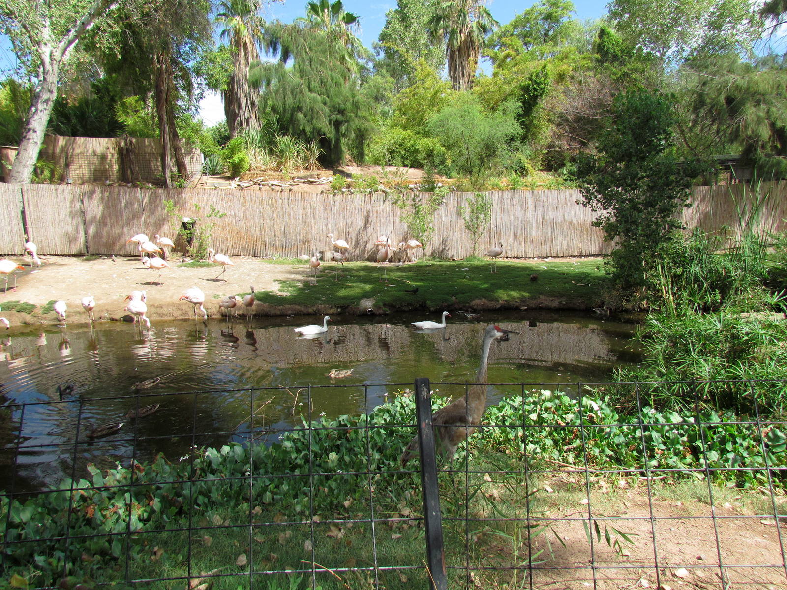 Tropics Trail - Flamingo Exhibit