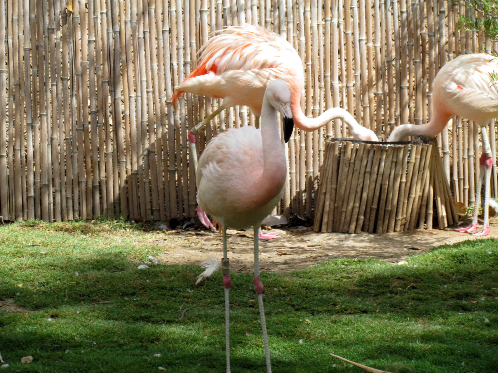 Tropics Trail - Flamingo Exhibit