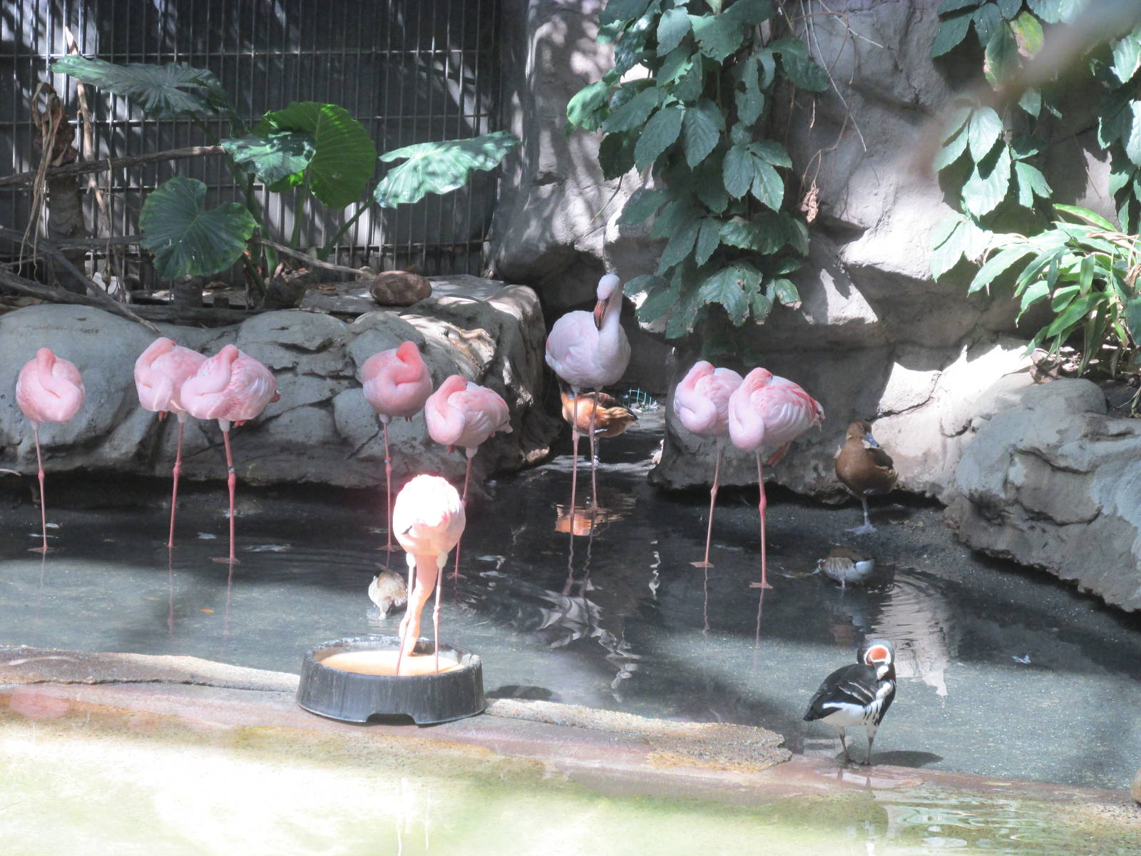 Tropics Trail Flamingo