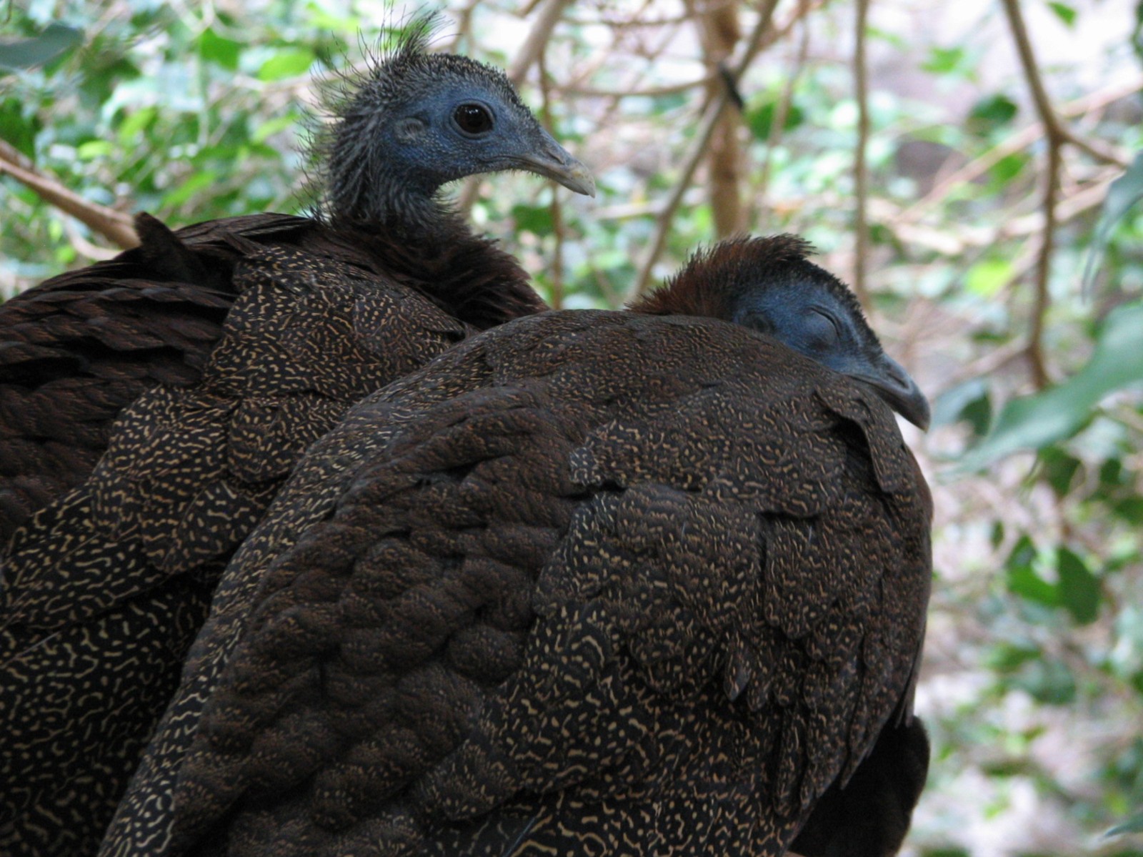 Tropics Trail - Flight Zone - Malay Great Argus Pheasant