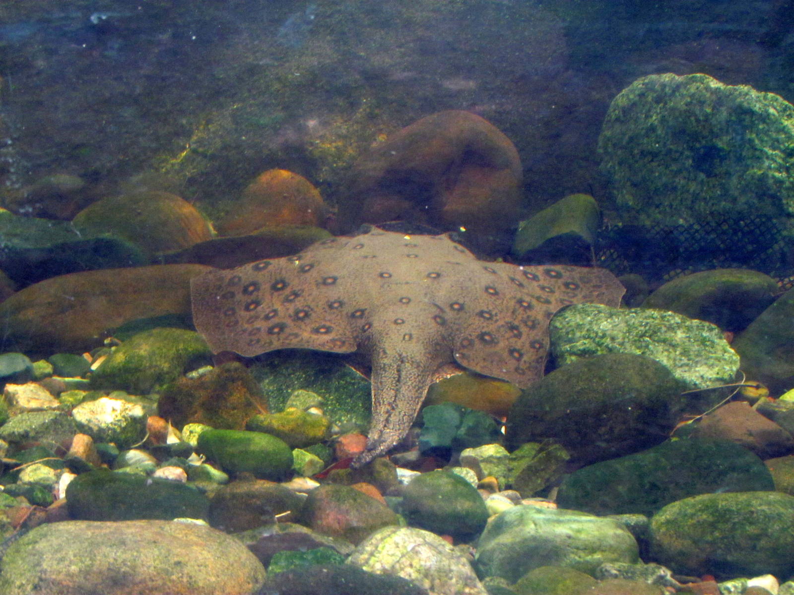 Tropics Trail - Forest of Uco