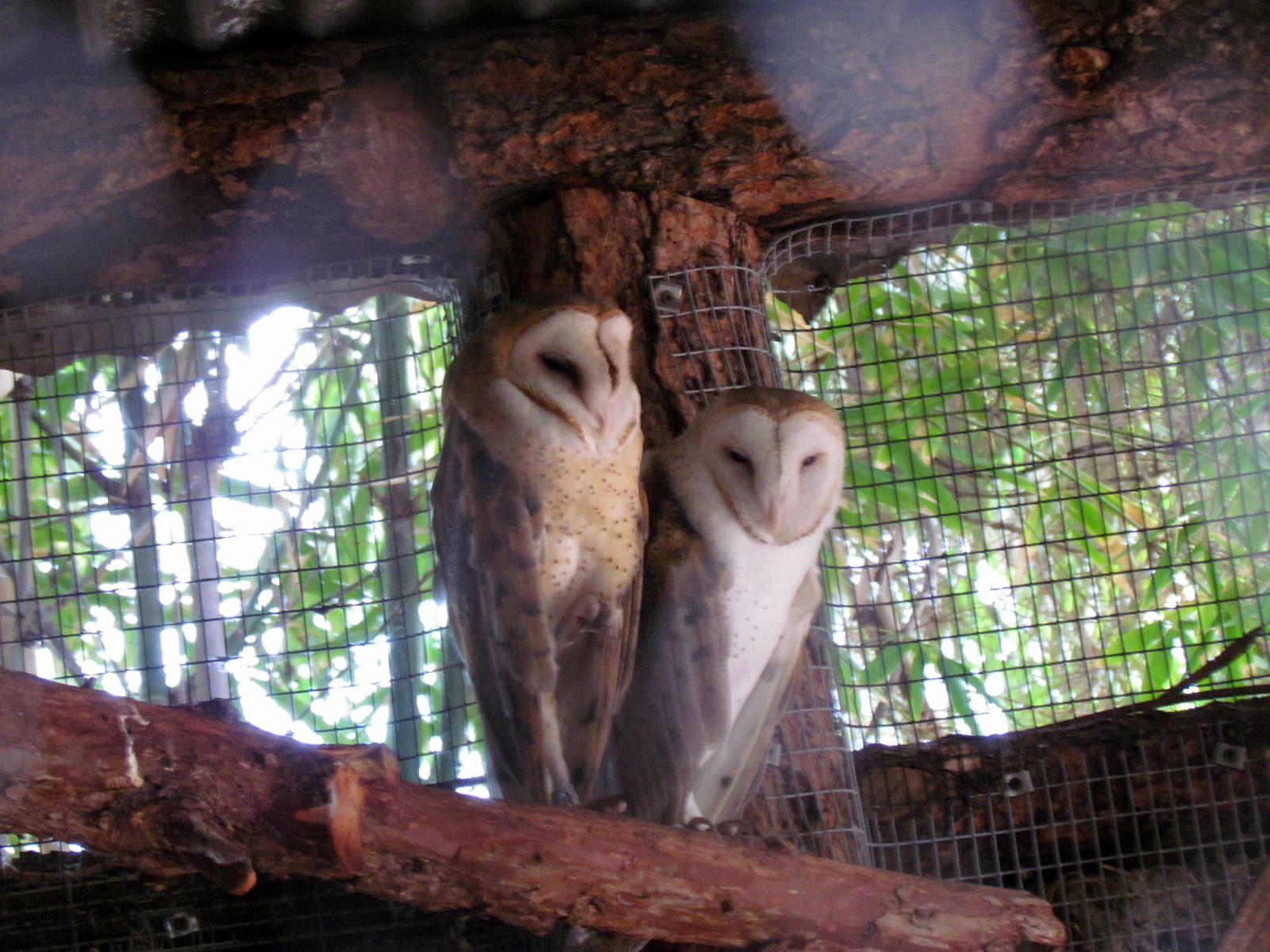 Tropics Trail - Forest of Uco