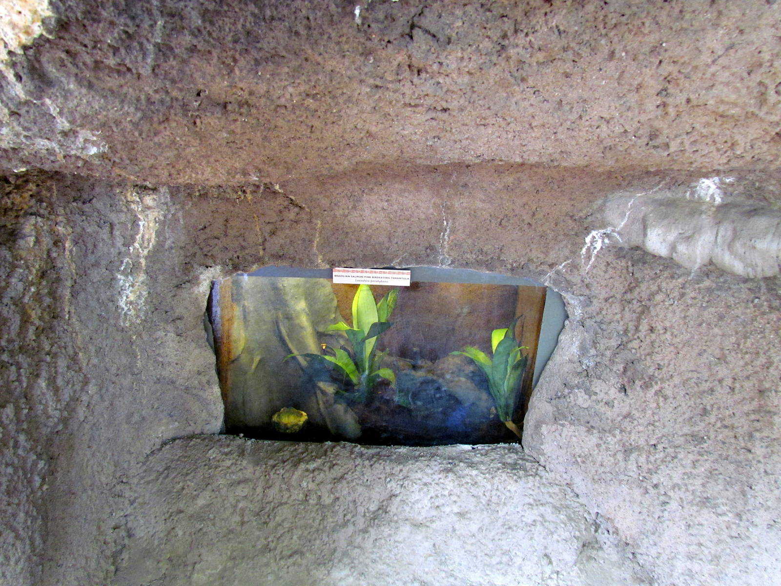 Tropics Trail - Forest of Uco