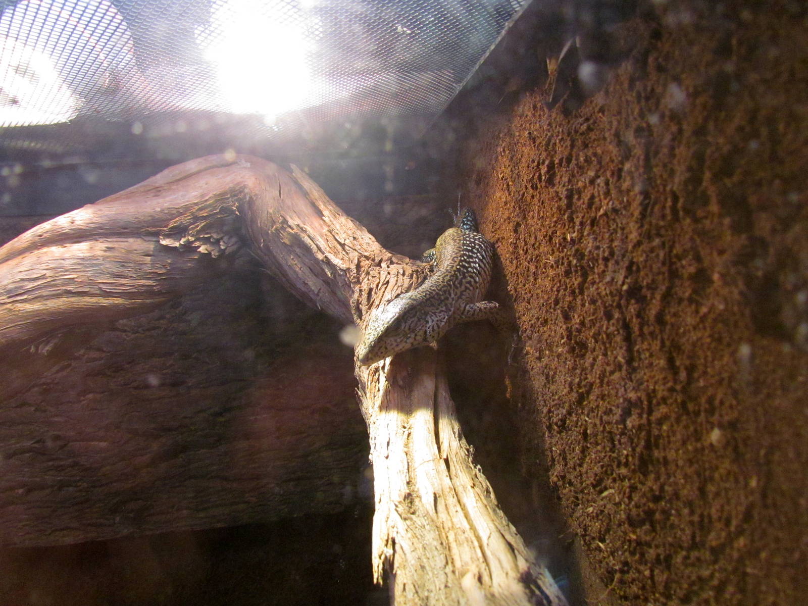 Tropics Trail - Forest of Uco