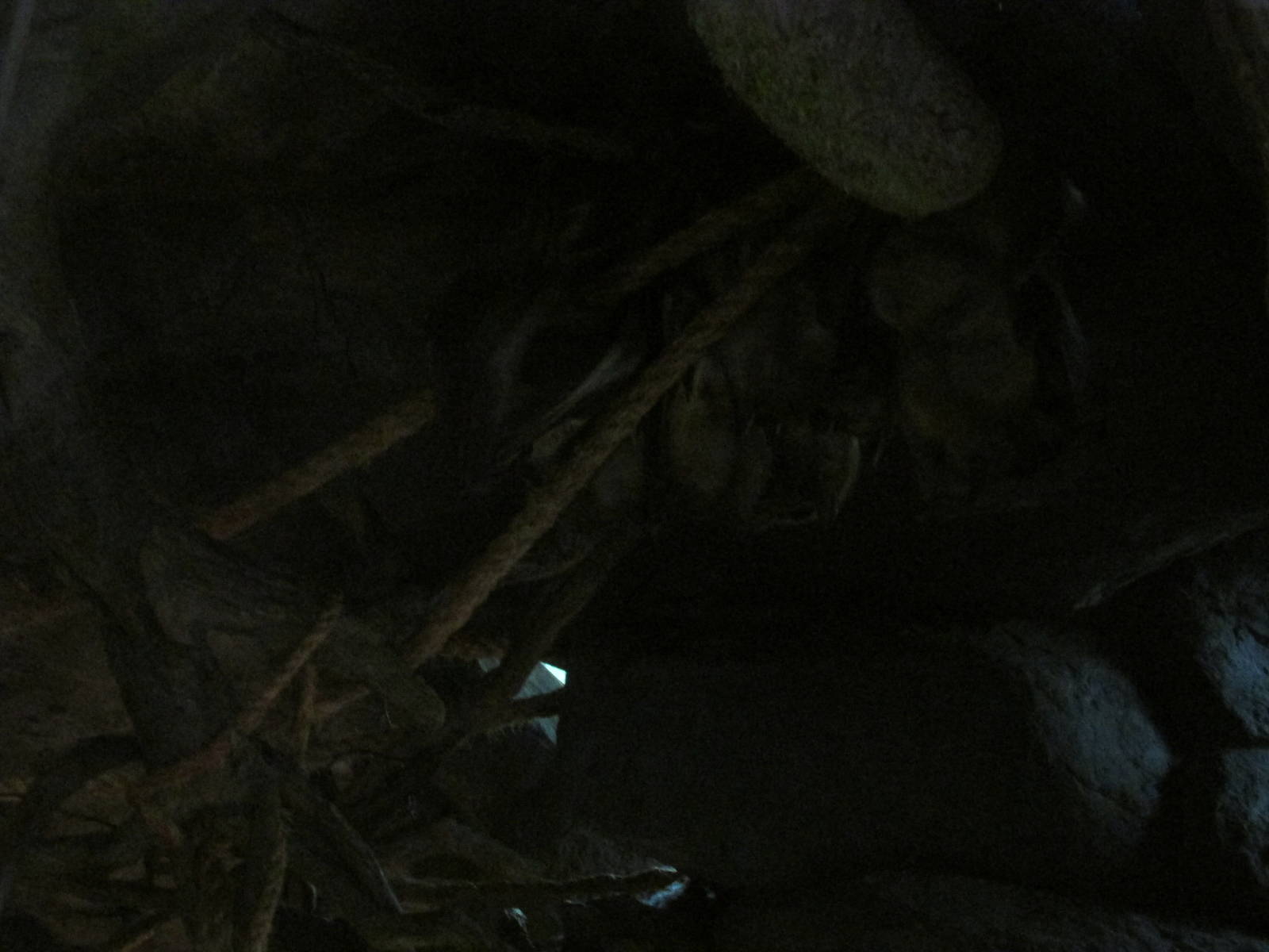 Tropics Trail Fruit Bats (if you can see them)