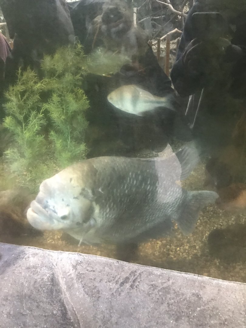 Tropics trail giant gorami tank