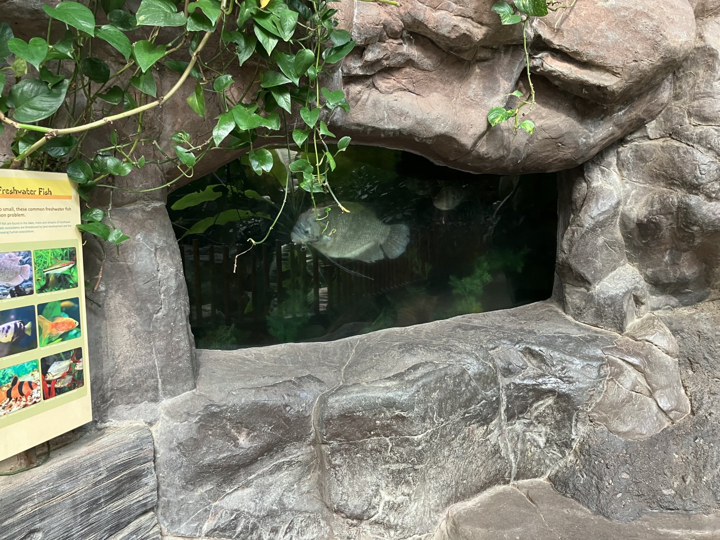 Tropics Trail - Giant Gourami Tank