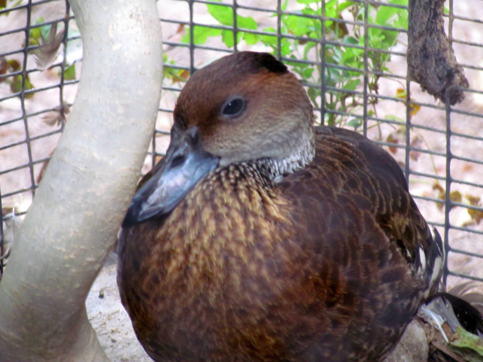 Tropics Trail - Gilbert Aviaries