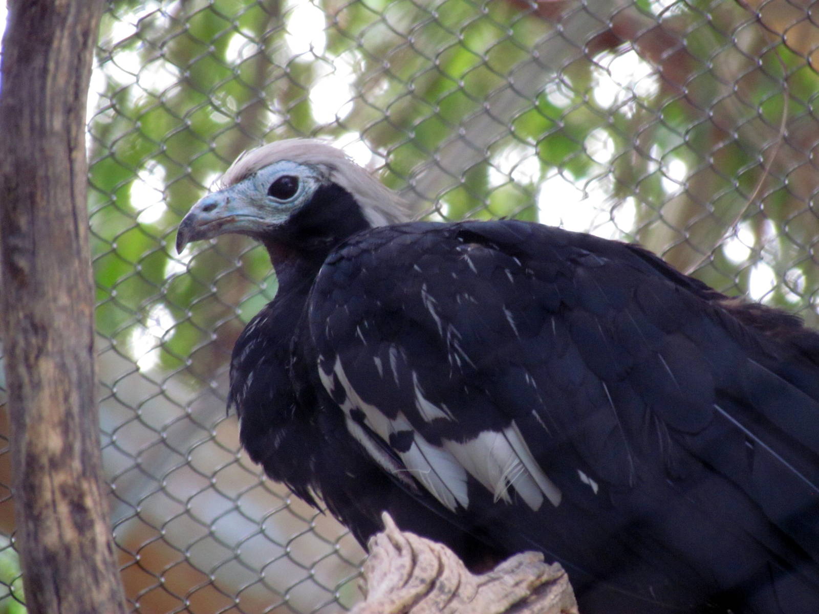 Tropics Trail - Gilbert Aviaries