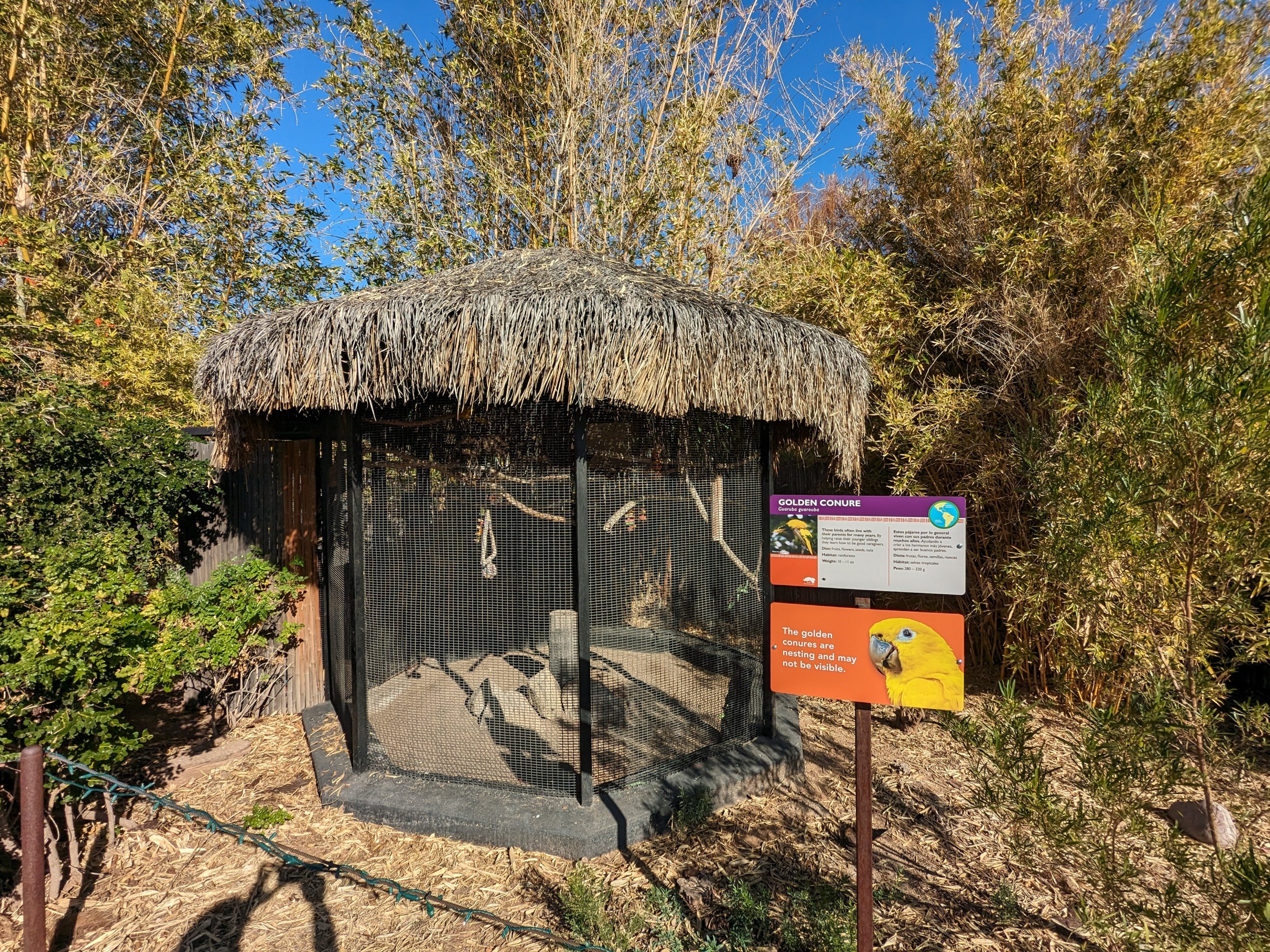 Tropics Trail - Golden conure