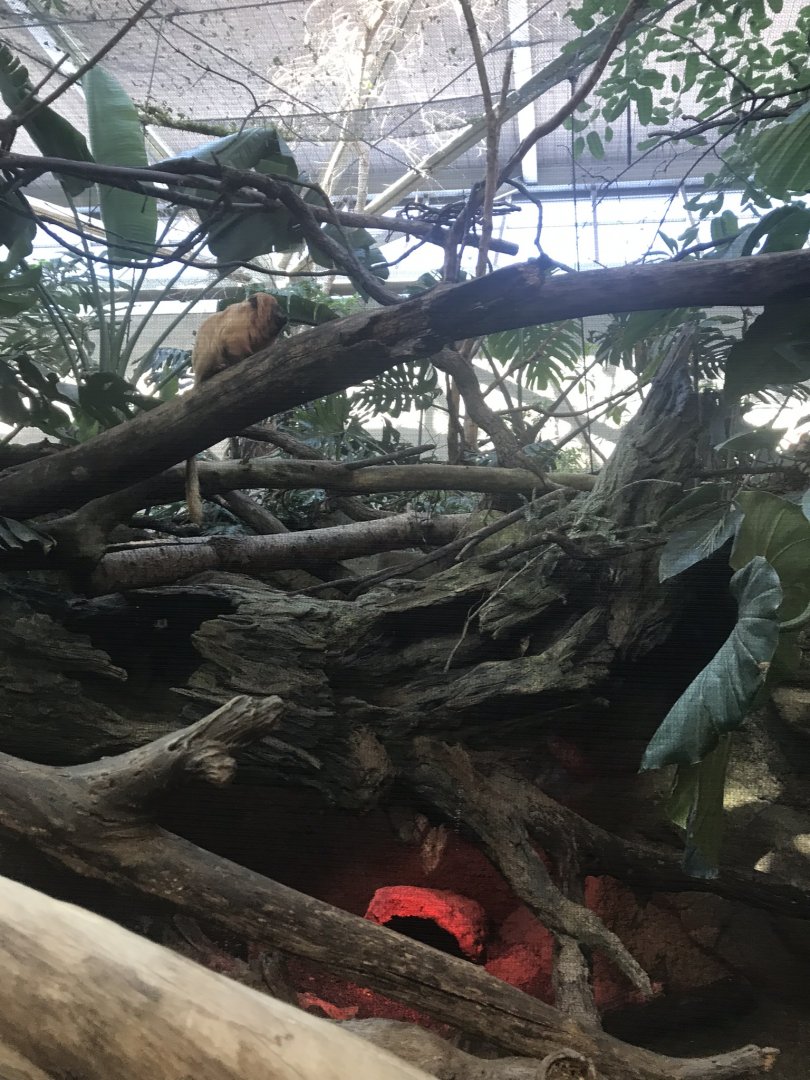 Tropics trail golden lion tamarin & 3 banded armadillo exhibit