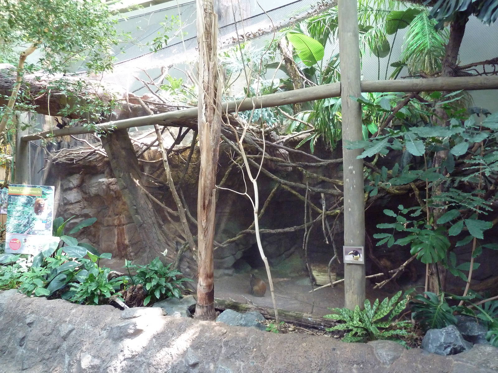 Tropics Trail - Golden Lion Tamarin/Red-Rumped Agouti Exhibit