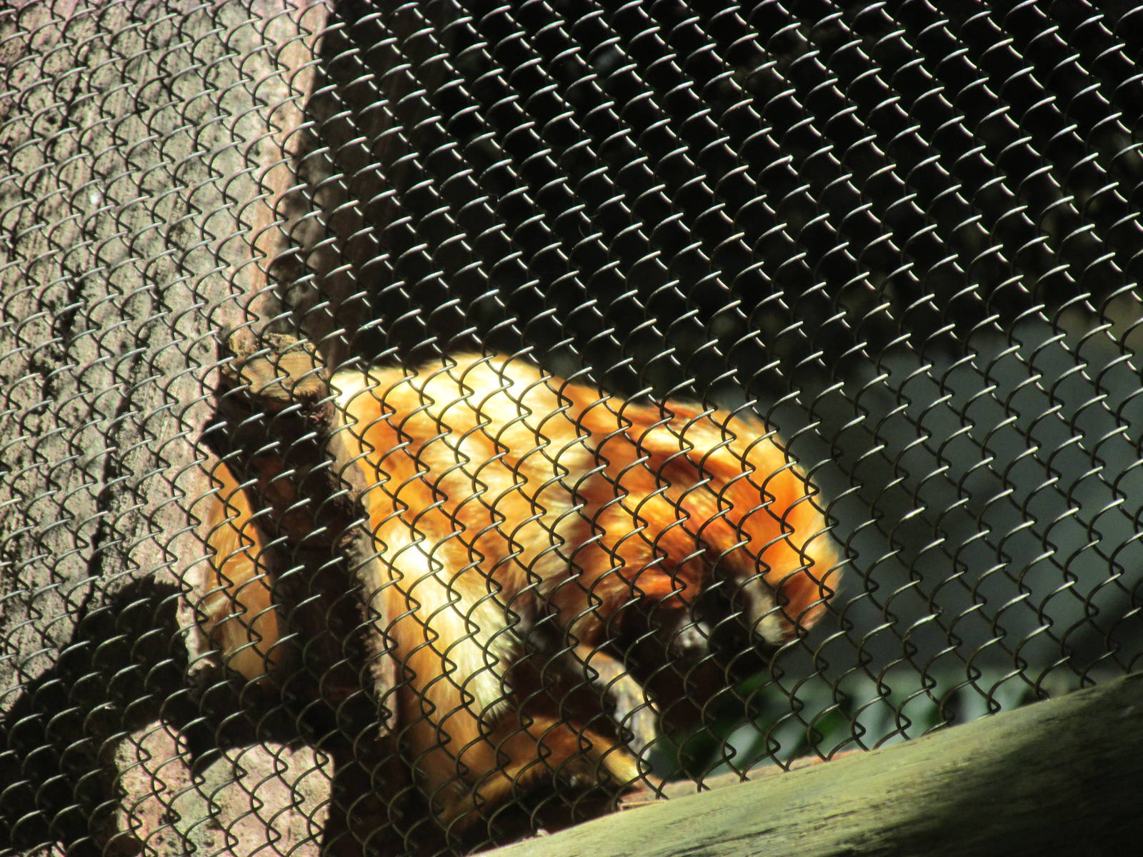 Tropics Trail Golden Lion Tarmarin