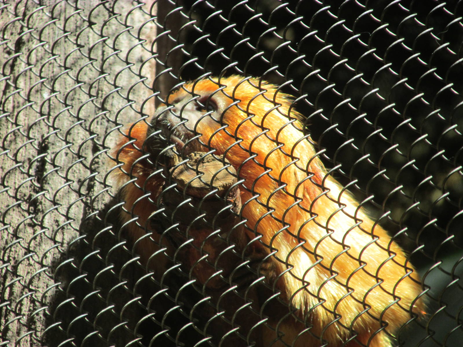 Tropics Trail Golden Lion Tarmarin