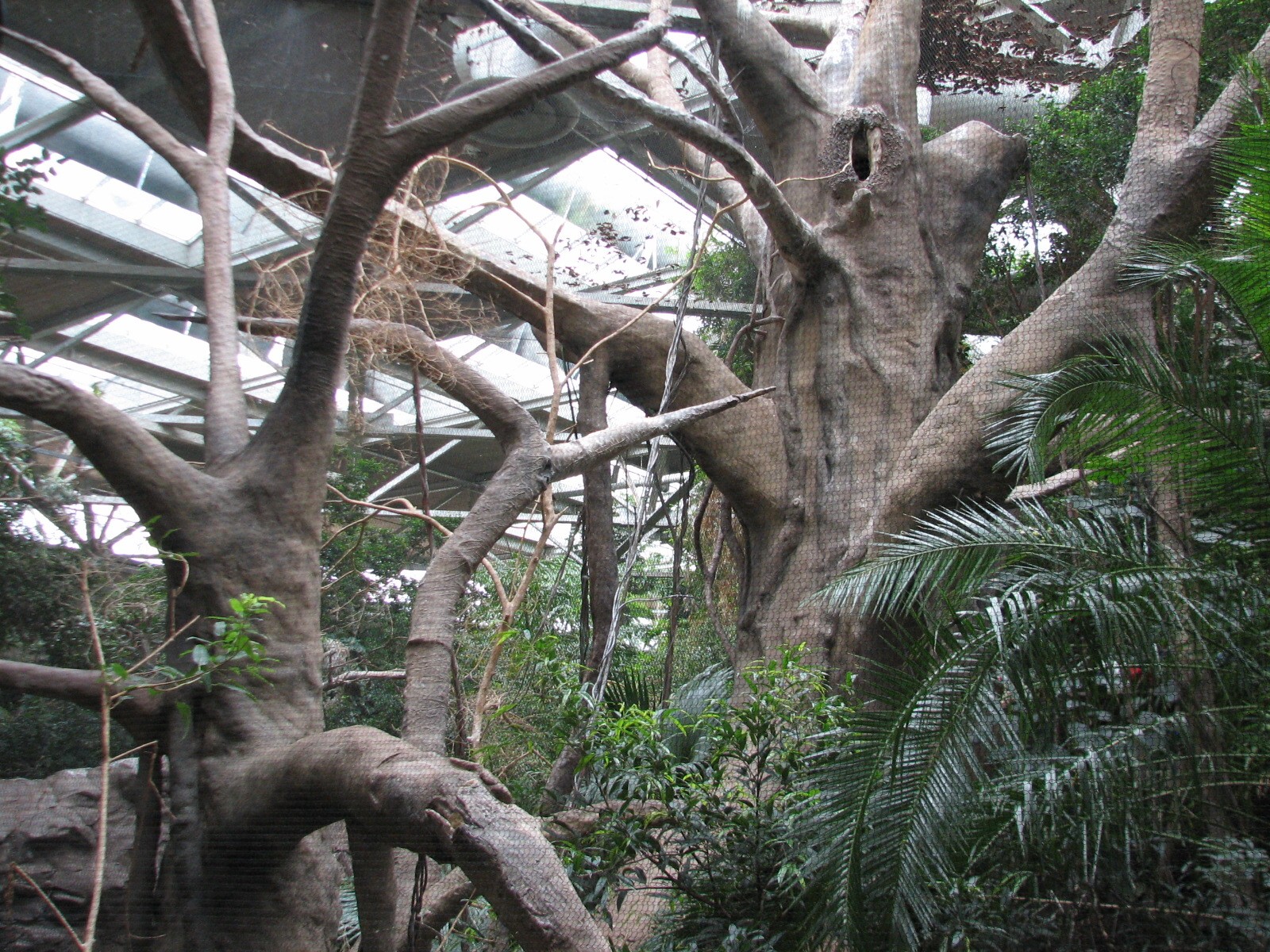 Tropics Trail - Great Hornbill Exhibit