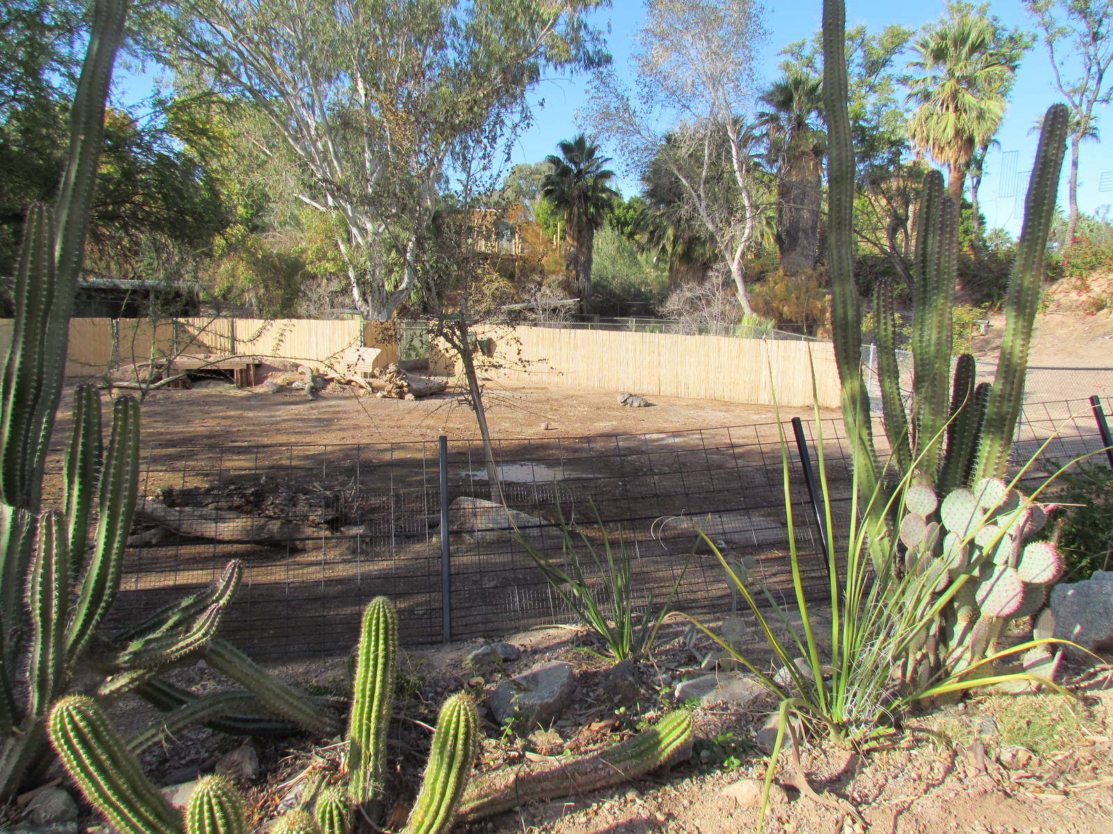 Tropics Trail - Greater Rhea Exhibit