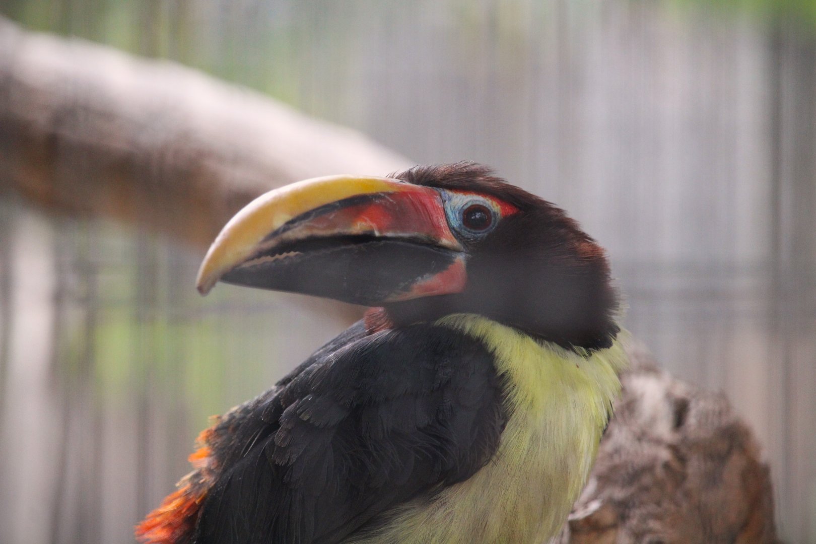 Tropics Trail - Green Aracari
