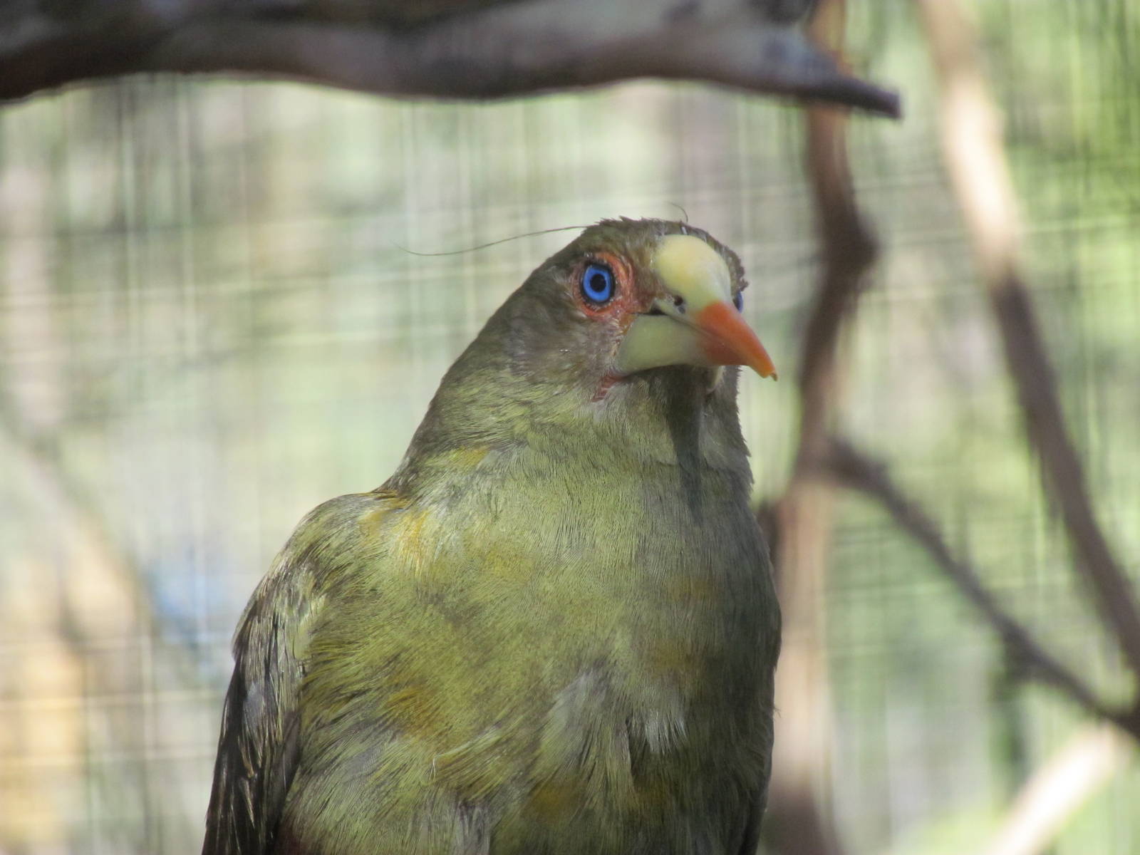 Tropics Trail - Green Oropendola