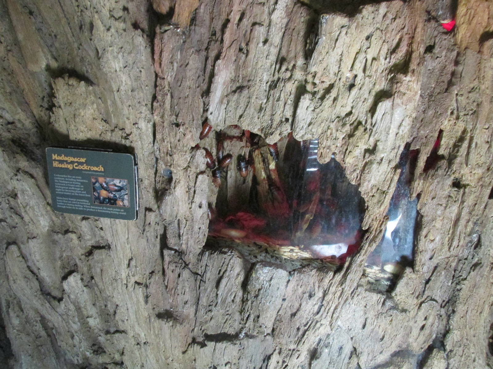 Tropics Trail Hissing Cockroach