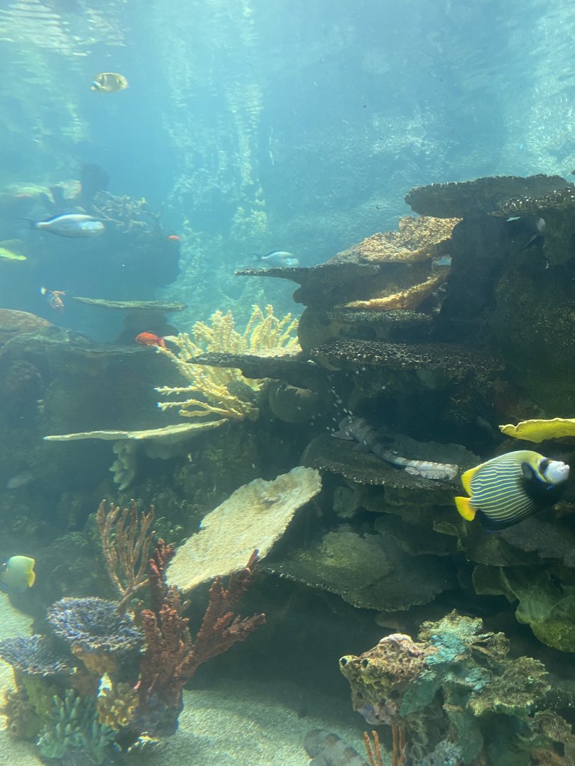 Tropics trail- indo-pacific tropical reef