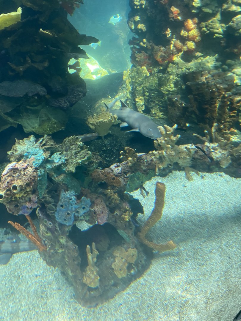 Tropics trail- indo-pacific tropical reef