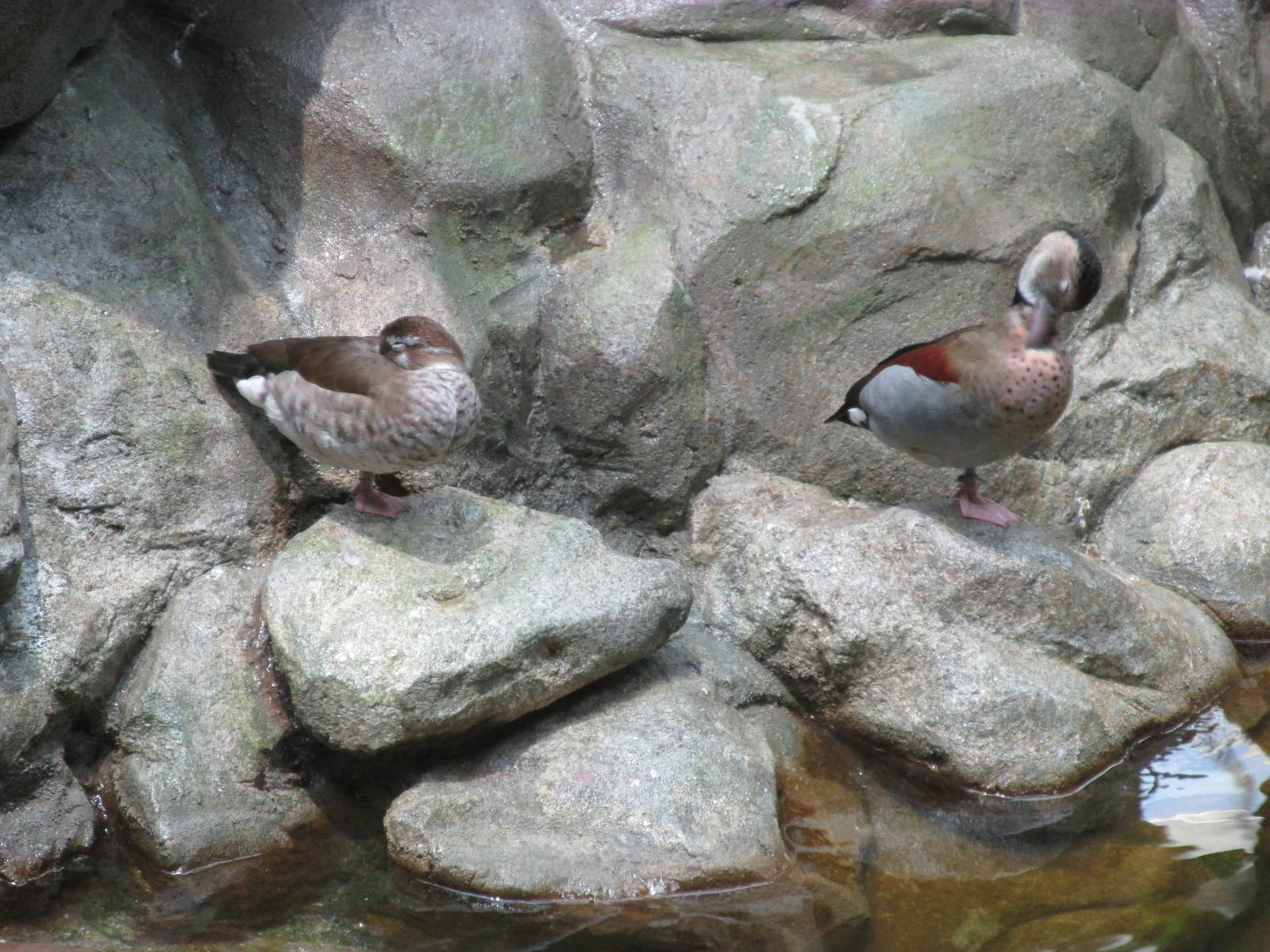 Tropics Trail Island Ringed Teals