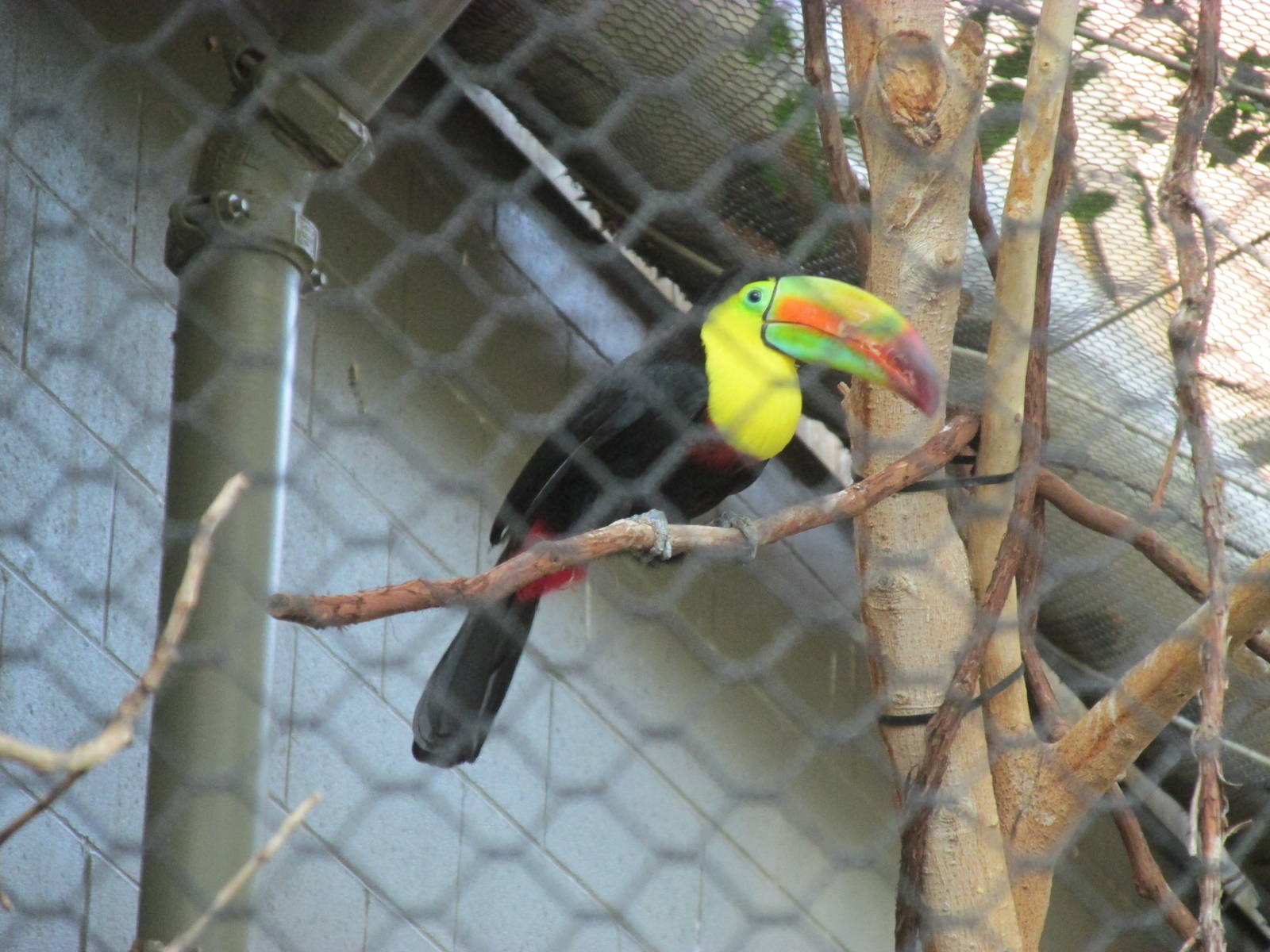 Tropics Trail Keel-billed Tocan